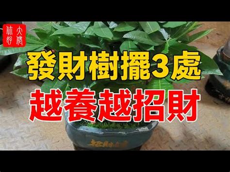 進財樹風水|進財樹擺放指南：招財旺運秘訣大公開！